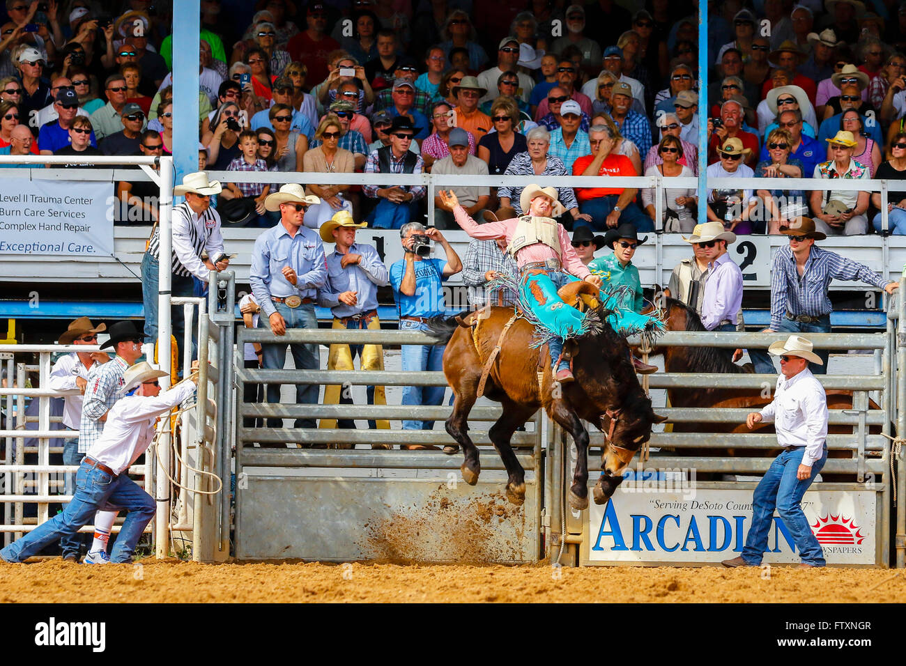Cowboy on Bucking Bronco horse at Arcadia Rodeo, Florida, USA Stock