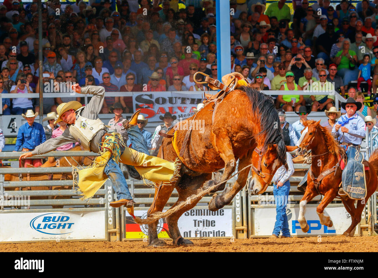 Cowboy on Bucking Bronco horse at Arcadia Rodeo, Florida, USA Stock