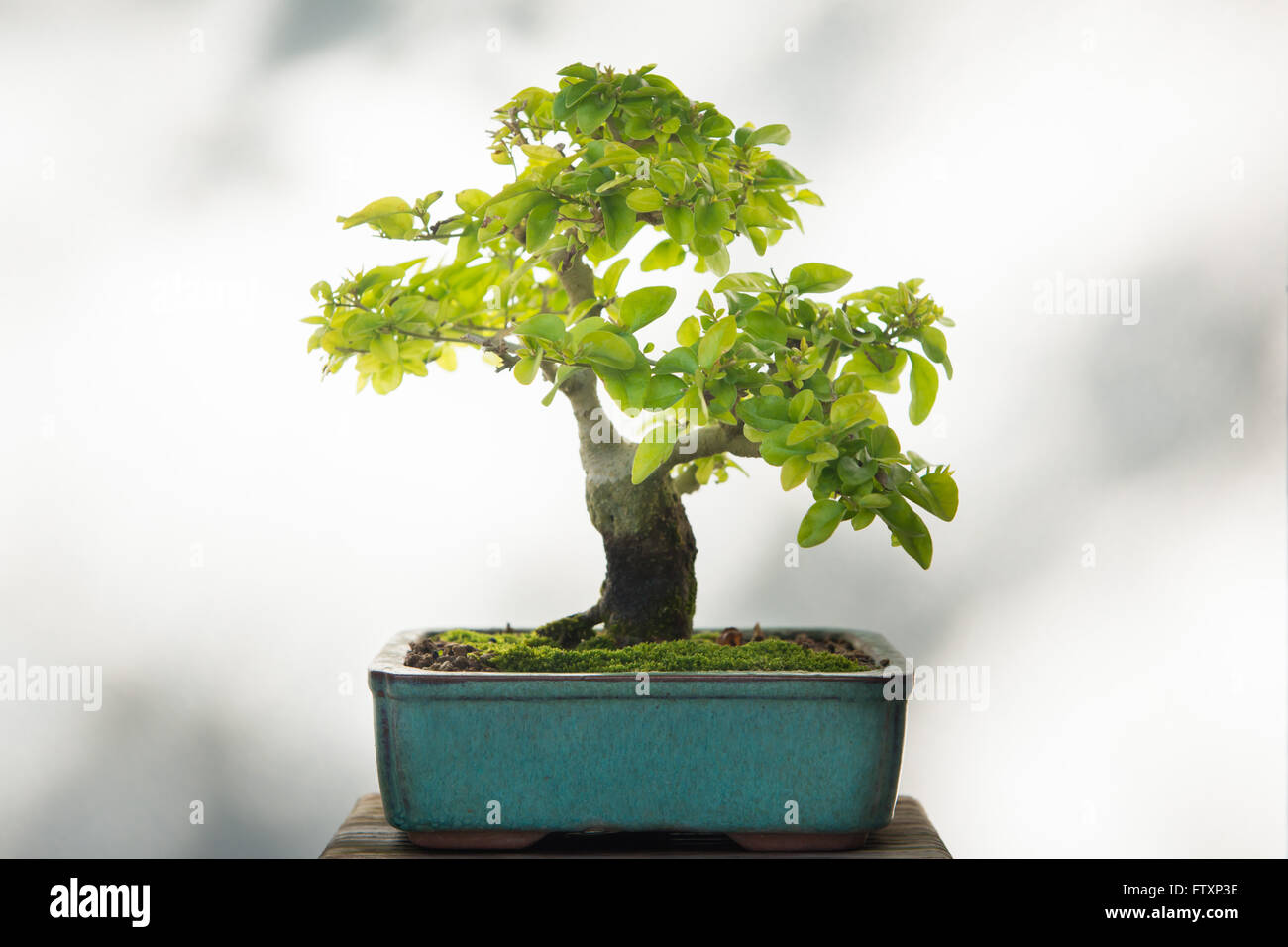 Close-up of a Japanese Crab Apple (malus sylvestris) bonsai tree Stock Photo