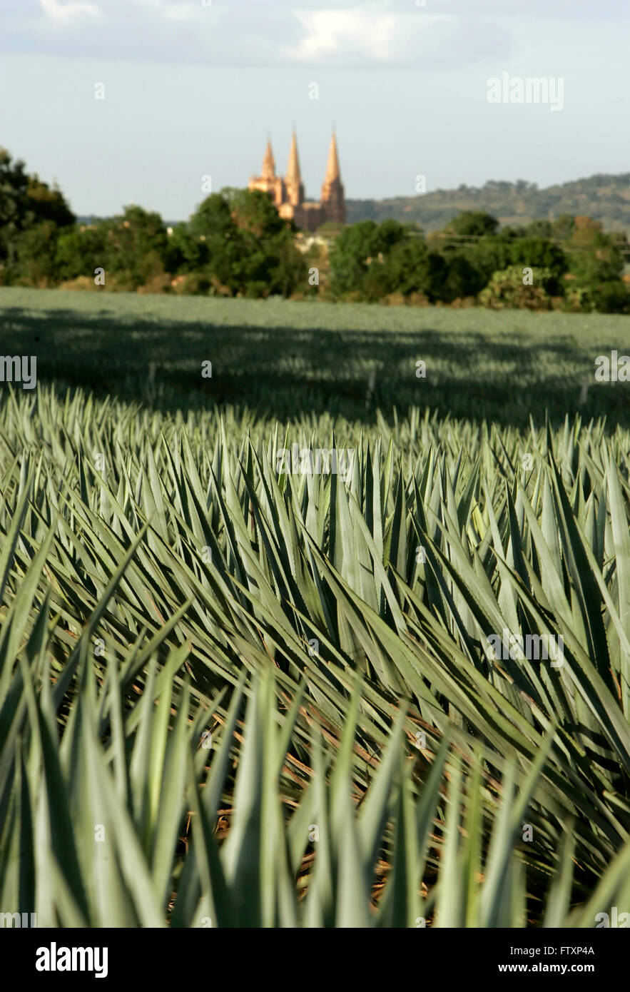 A field of blue agave plants near Arandas, Jalisco, Mexico Stock Photo -  Alamy