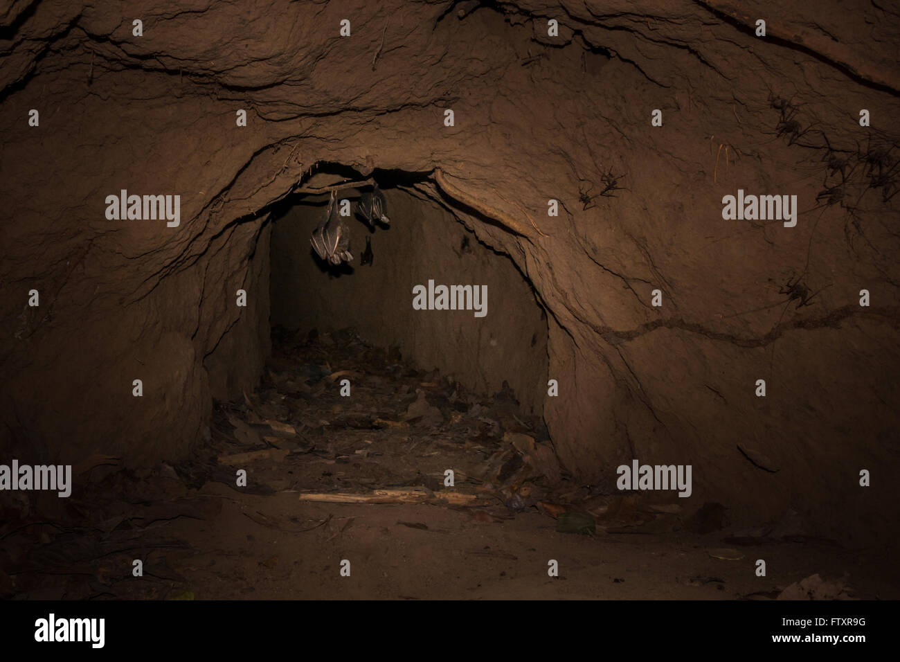 Bats now make their home in the old underground war tunnels at Cu Chi, Vietnam (with crickets on