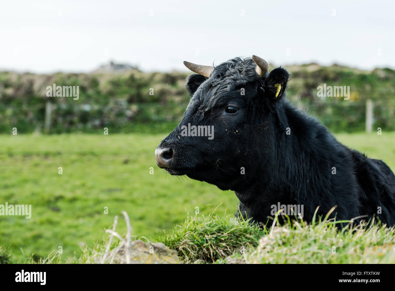 Cow laying on green grass, close view Stock Photo