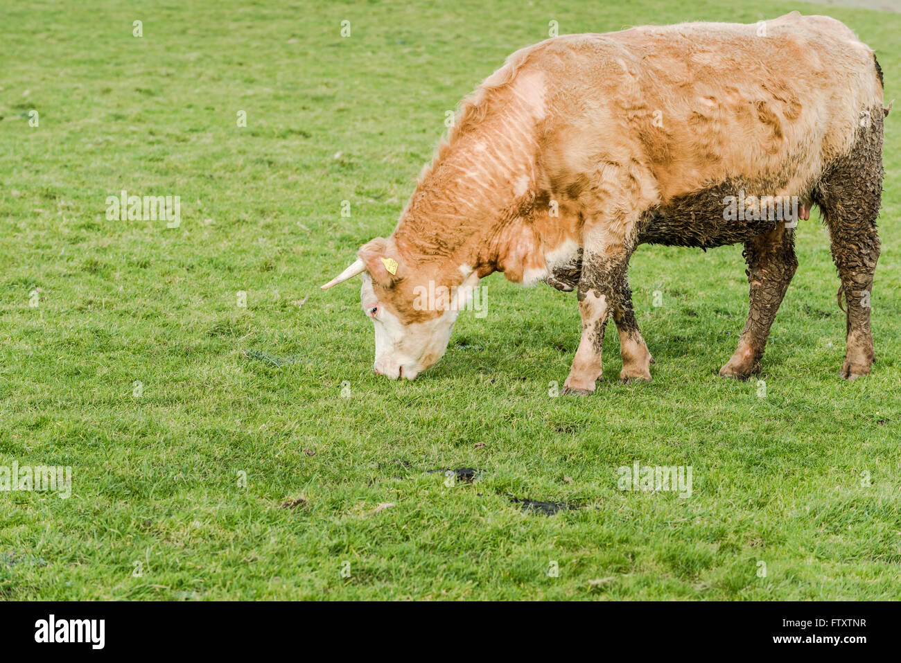 Cow grazing on green grass, english breed Stock Photo