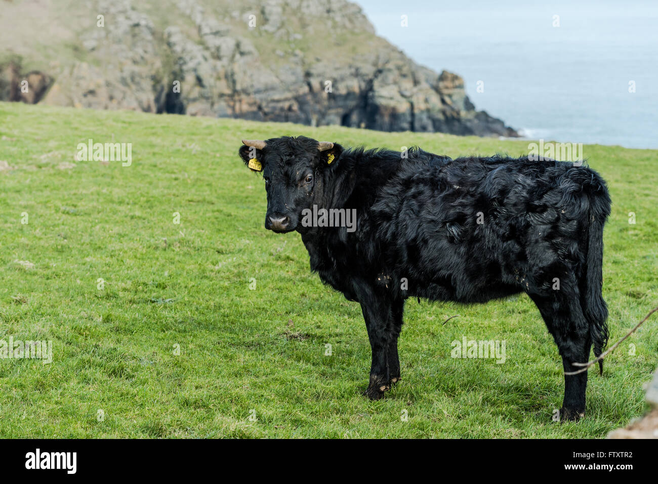 Black long hair cow, on green grass in Cornwall Stock Photo