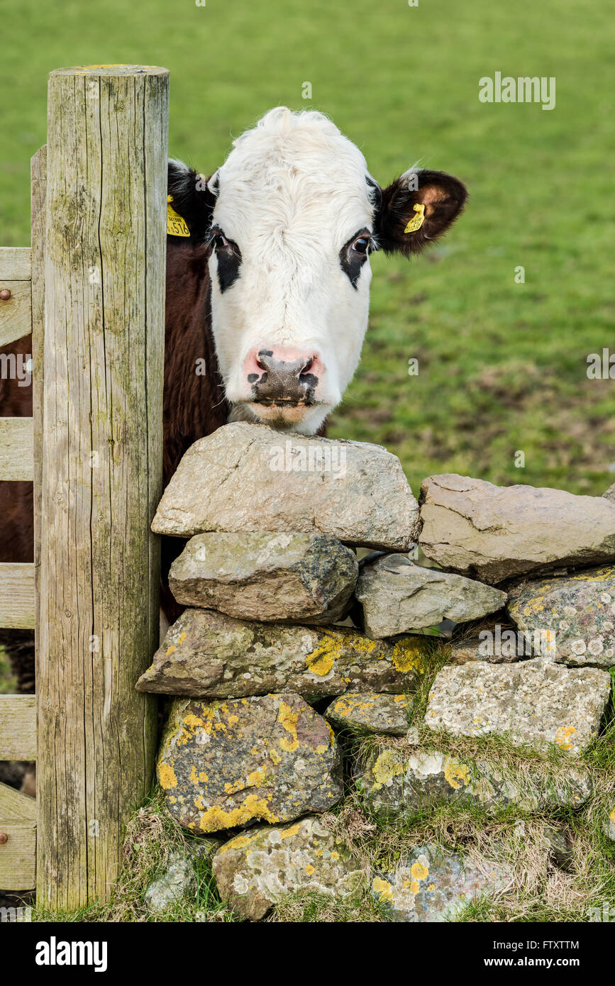 Funny cow looking over wooden fence and stone wall Stock Photo