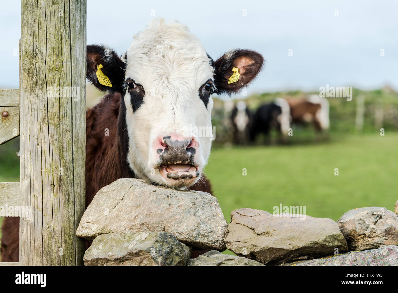 Funny cow looking over wooden fence and stone wall Stock Photo