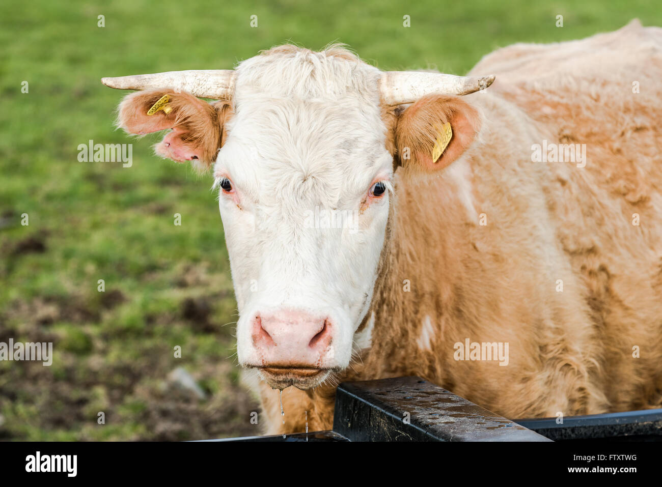 Close view on cow head, while drinking water. Stock Photo