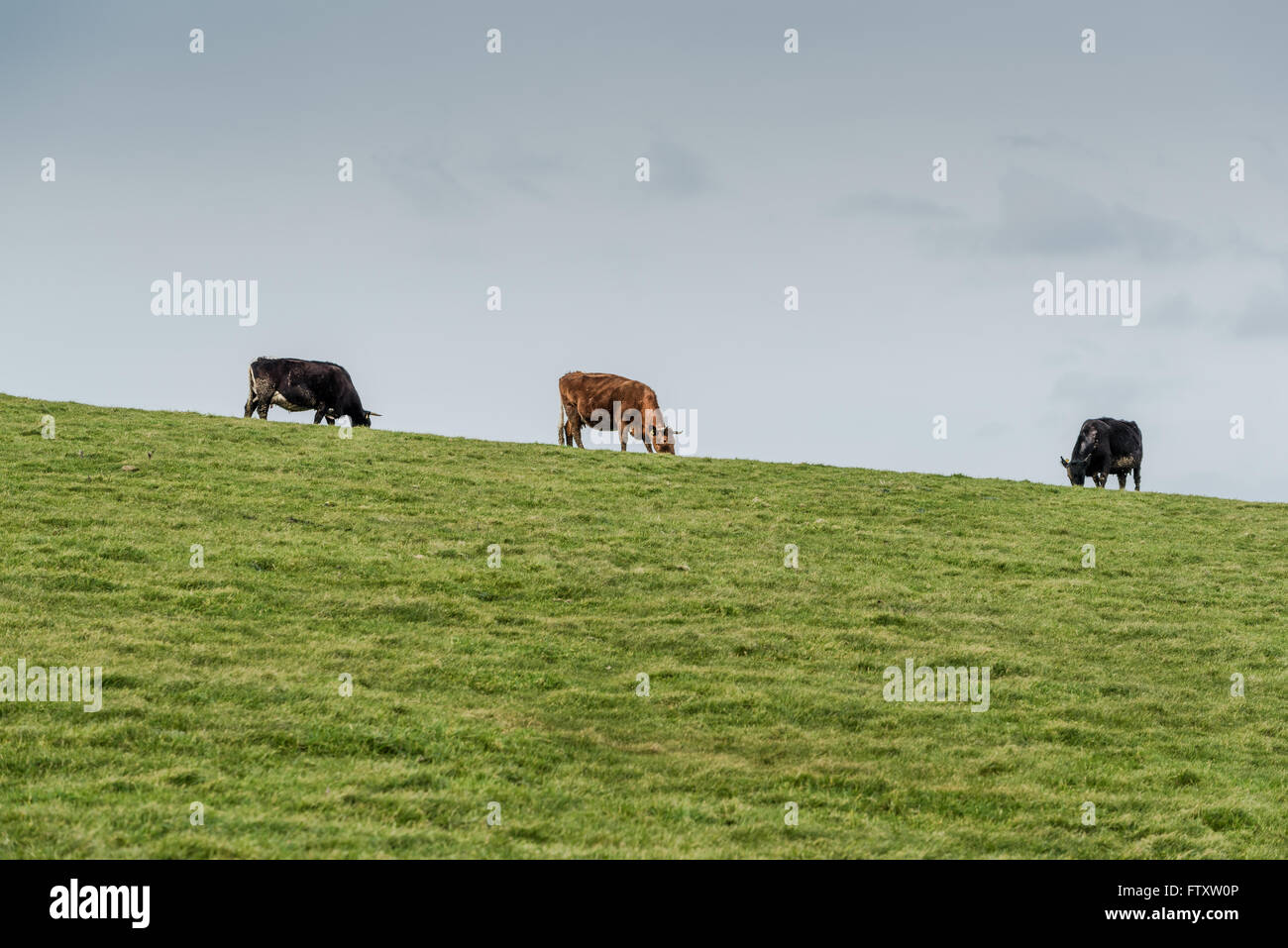 Herd of cows grazing on green grass, farmong concept Stock Photo