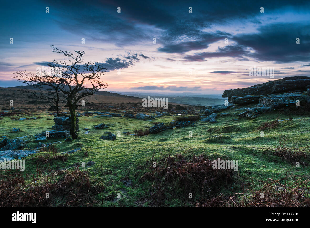 Lonely tree at dramatic sunset in Dartmoor Park, UK Stock Photo