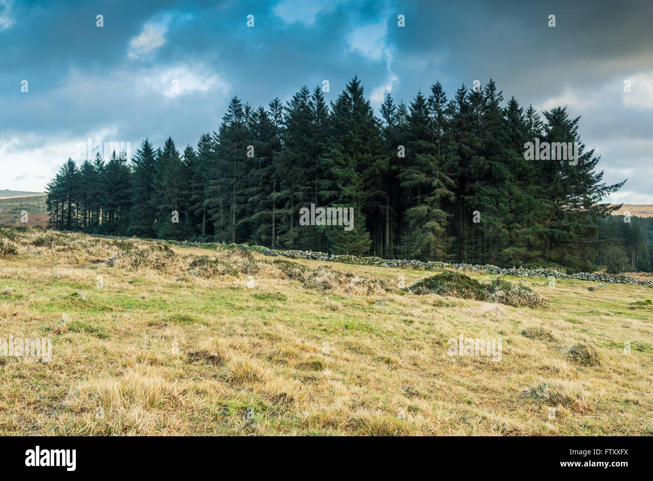 Wild forest in Dartmoor PArk, UK at winter time Stock Photo