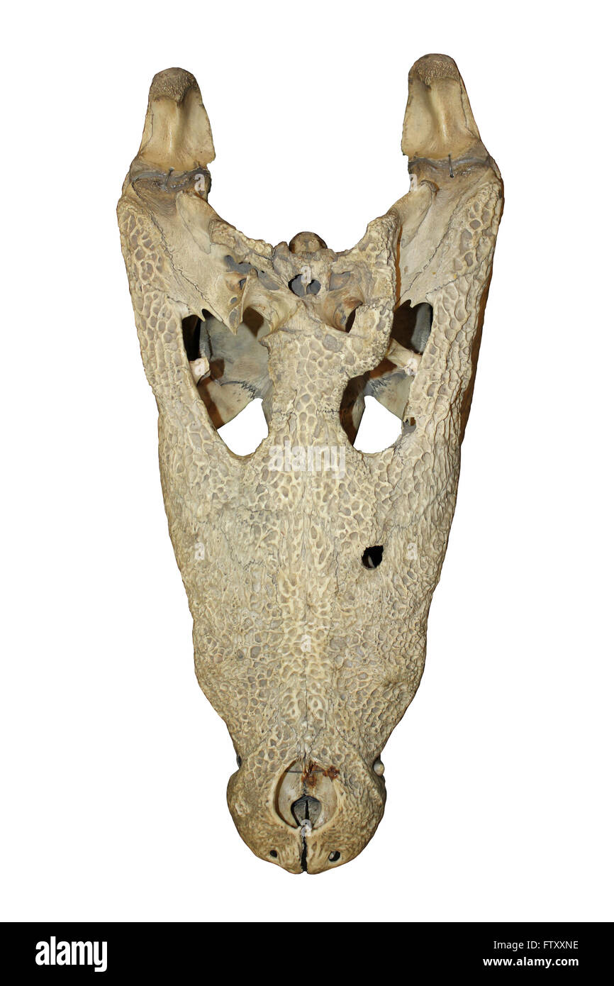 Top View Of A Young Nile Crocodile Skull Stock Photo