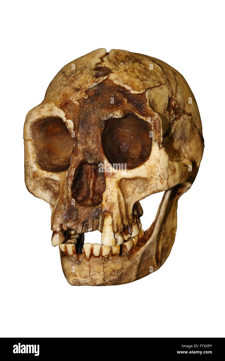 'The Hobbit' Homo floresiensis Stock Photo