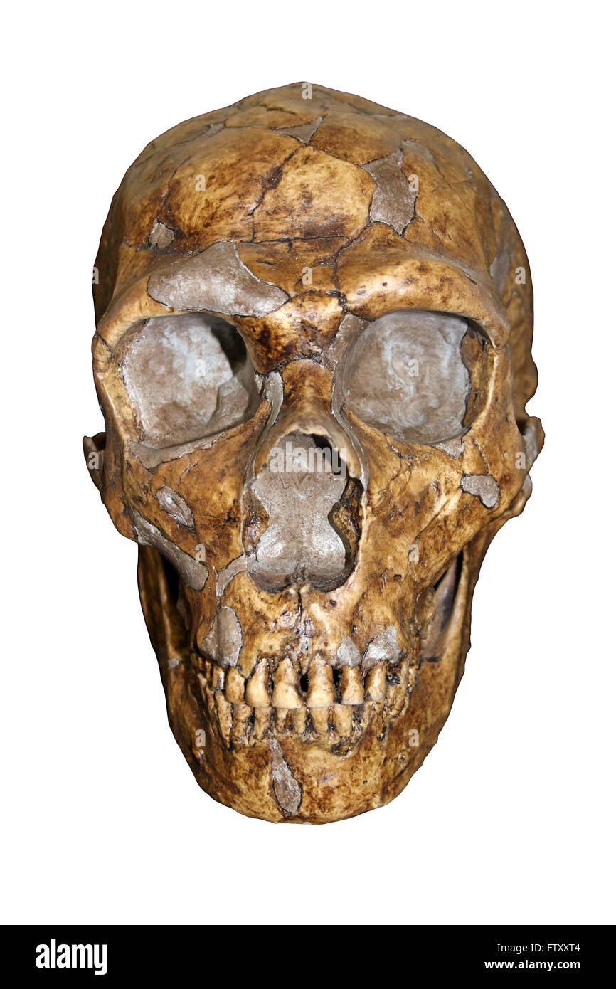 Homo neanderthalensis Stock Photo