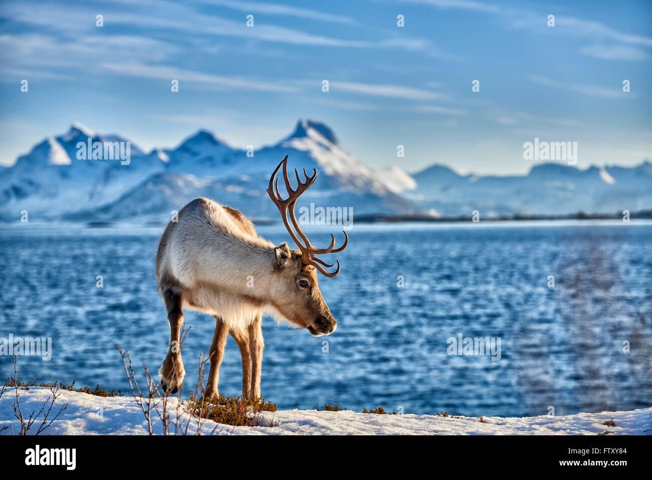 Reindeer, Rangifer tarandus, at sea with mountain landscape on the island Senja, Troms, Norway, Europe Stock Photo