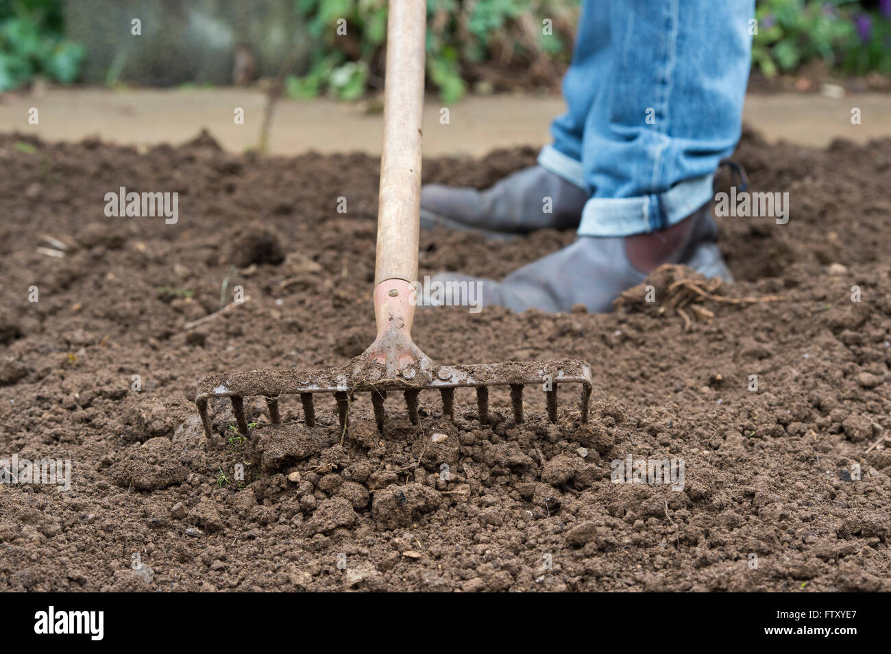Gardener raking the soil preparing vegetable beds in spring. UK Stock Photo