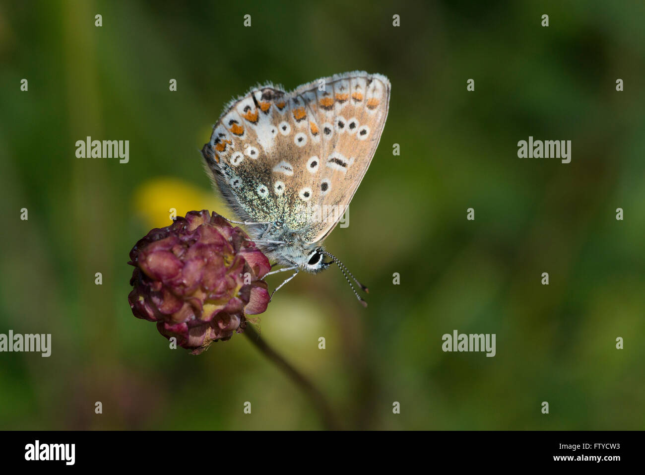 Northern Brown Argus butterfly (Aricia artaxerxes), wings closed Stock Photo