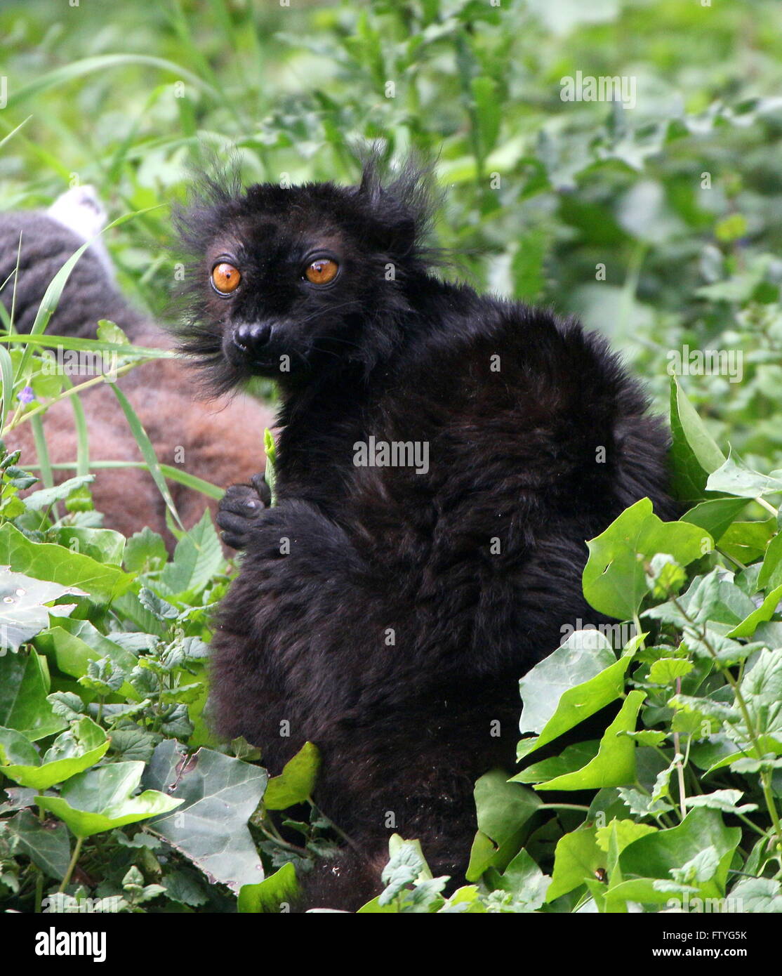 Close-up of a male Madagascan Black lemur (Eulemur macaco) Stock Photo