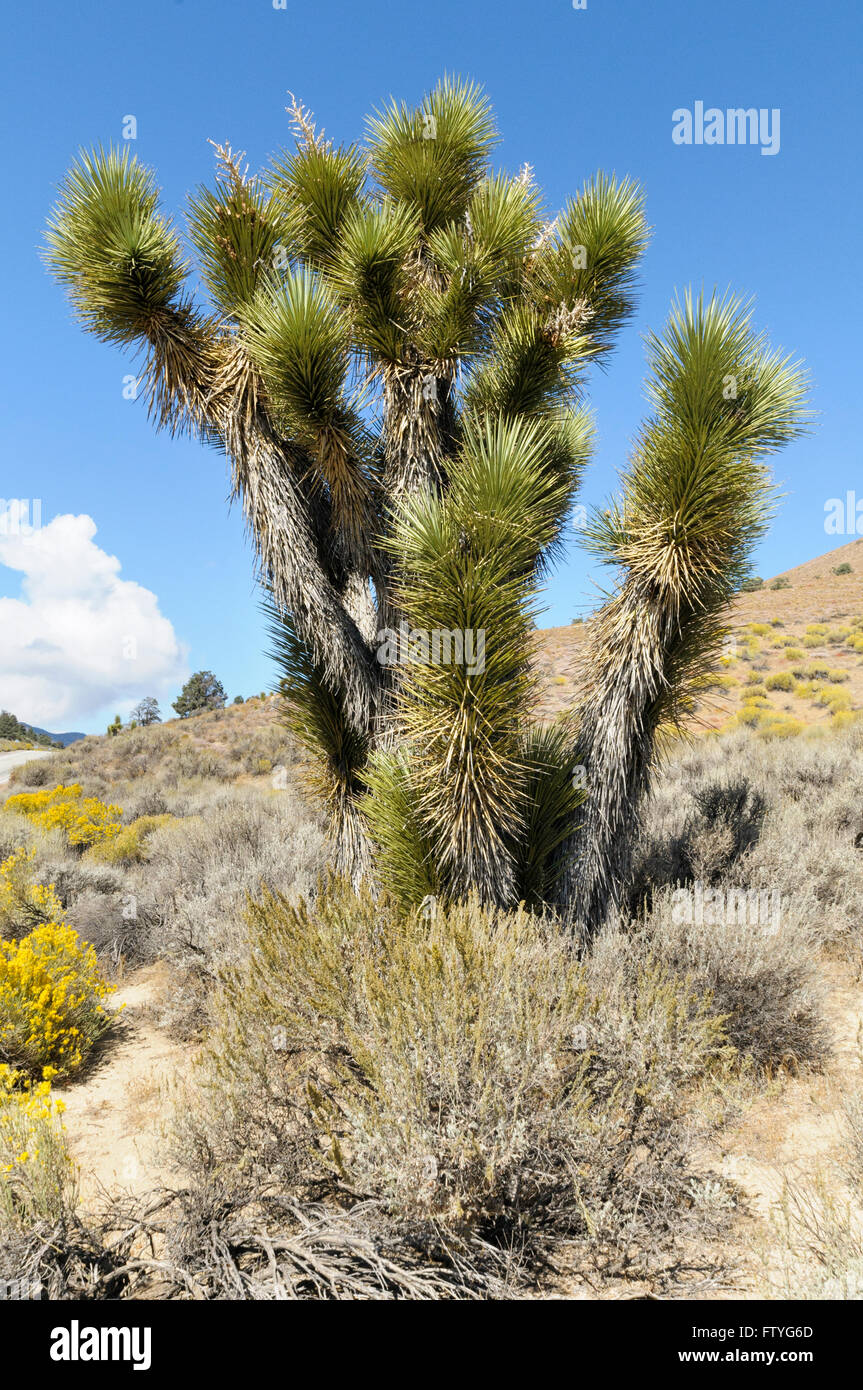 Joshua tree, Yucca brevifolia, California, USA Stock Photo