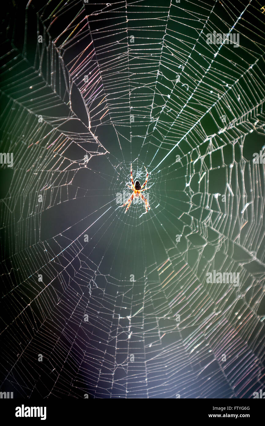 Kazakhstan, Kazakistan, Asia,a spider web. Stock Photo