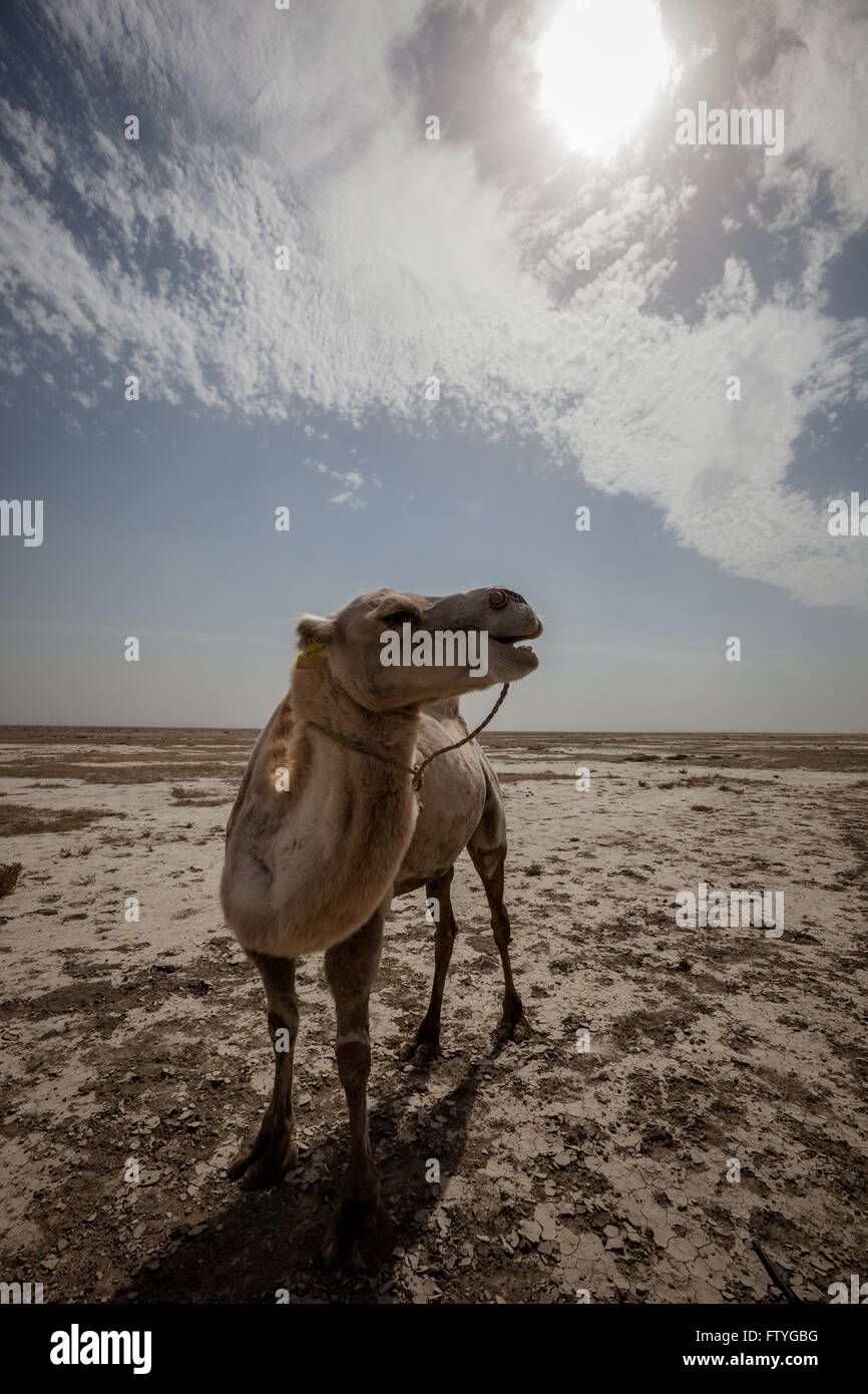 Kazakhstan, Kazakistan, a camel in Aral lake. Stock Photo