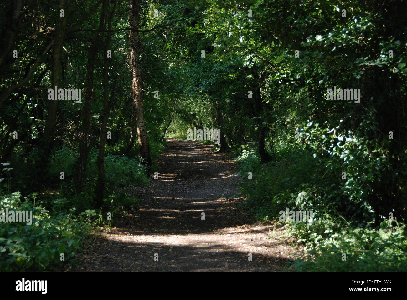Woodland path following disused railway north of Fareham Hampshire UK Stock Photo