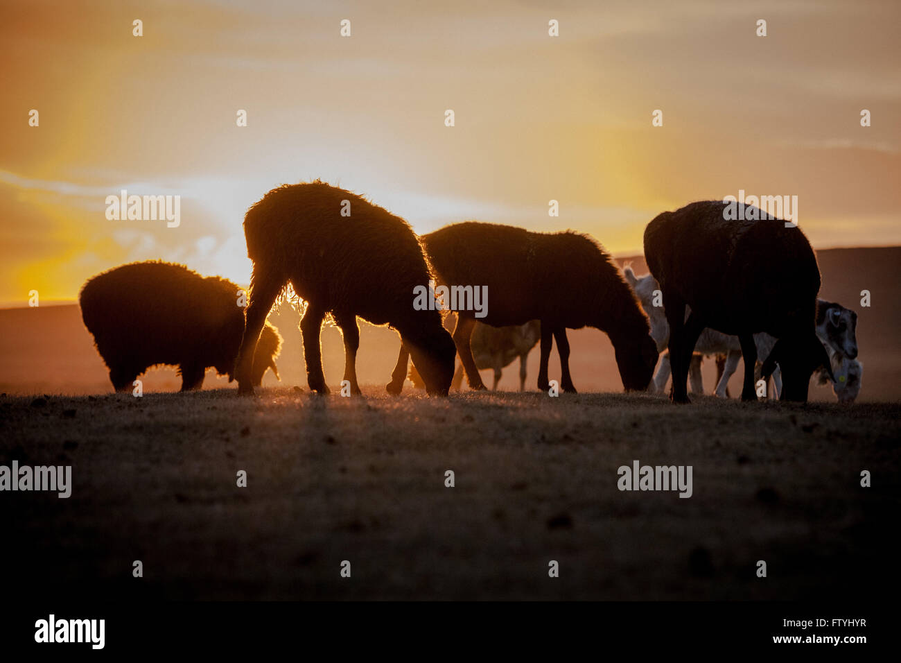 Kyrgyzstan, Kirghizistan, Song Kul lake, Asia, Central Asia, sheep grazing in sunset. Stock Photo