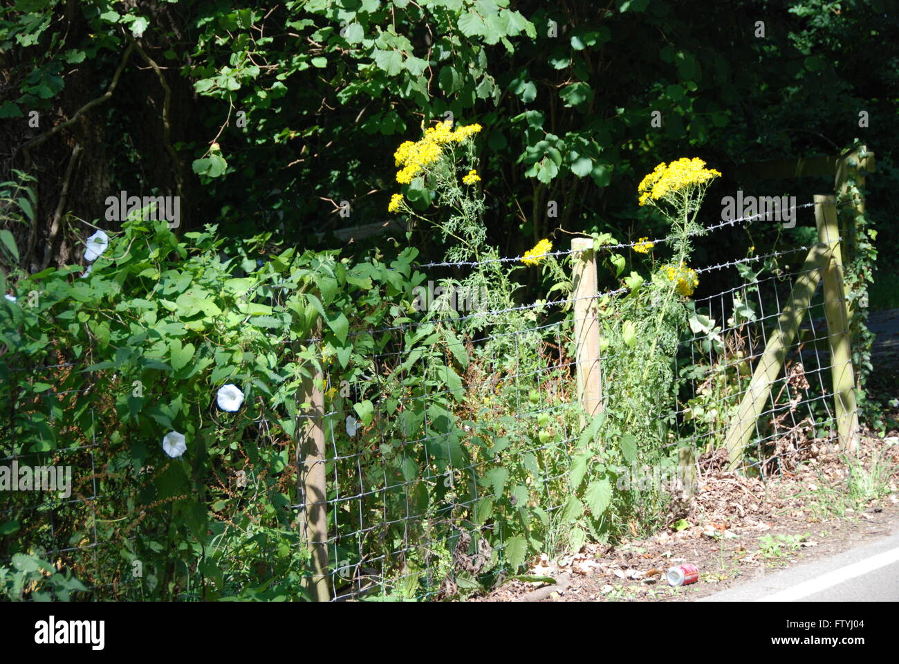 European Bindweed High Resolution Stock Photography and Images - Alamy