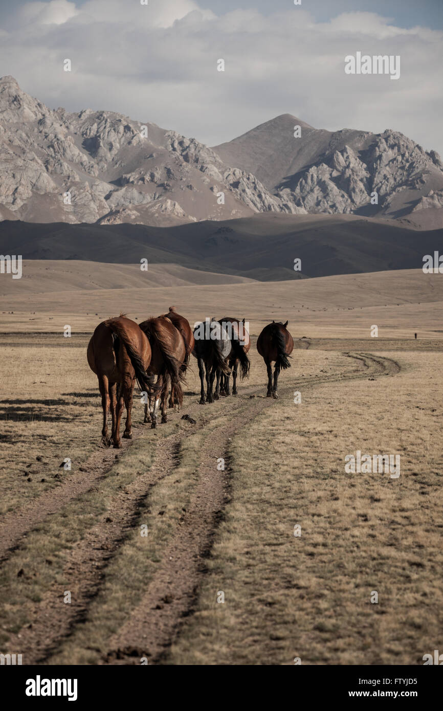 Horses in the steppe in Kyrgyzstan, Kirghizistan, Asia, Central Asia, Chon Ji Min Valley Stock