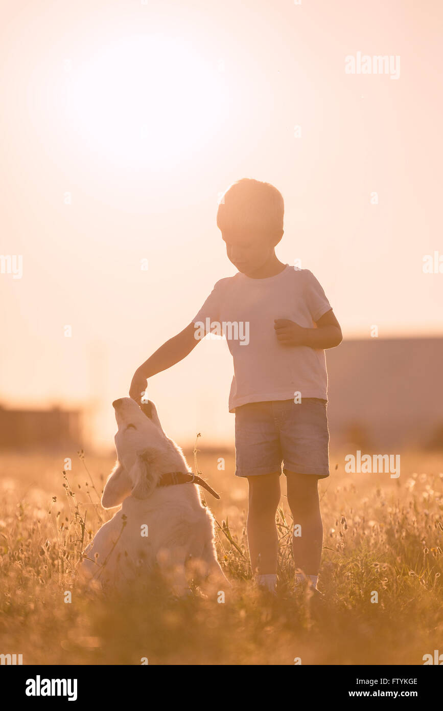 Young Child Boy Training Golden Retriever Puppy Dog in Meadow on Sunny Day Stock Photo