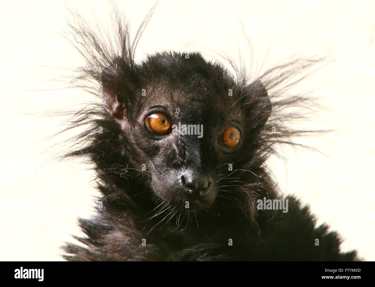 Close-up of a male Madagascan Black lemur (Eulemur macaco) Stock Photo