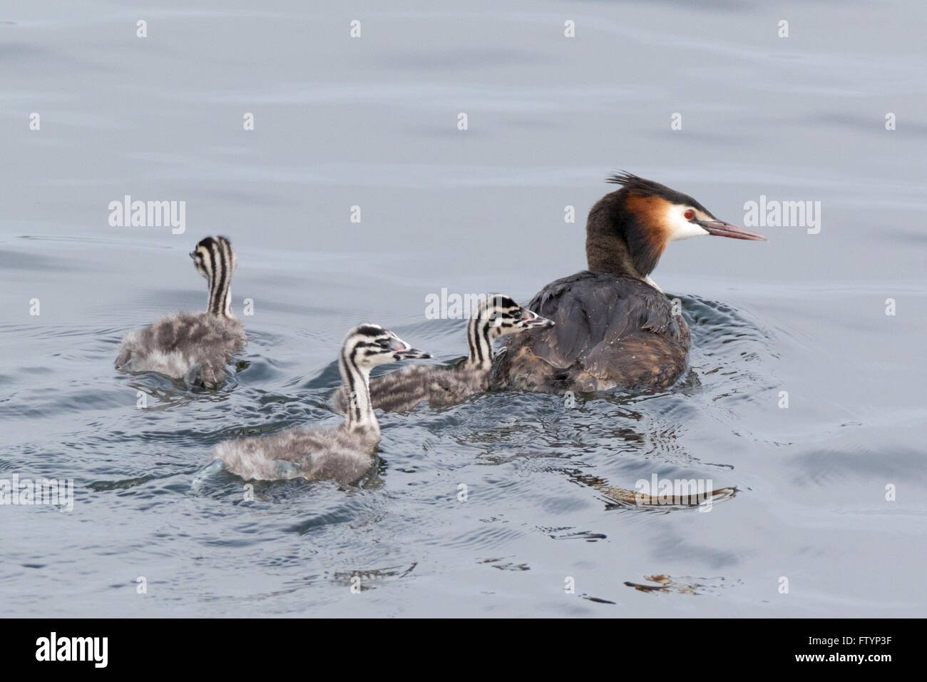 Russia. Russia, the Ryazan region (Ryazanskaya oblast), the Pronsky District. Great Crested Grebe (Podiceps cristatus). Stock Photo