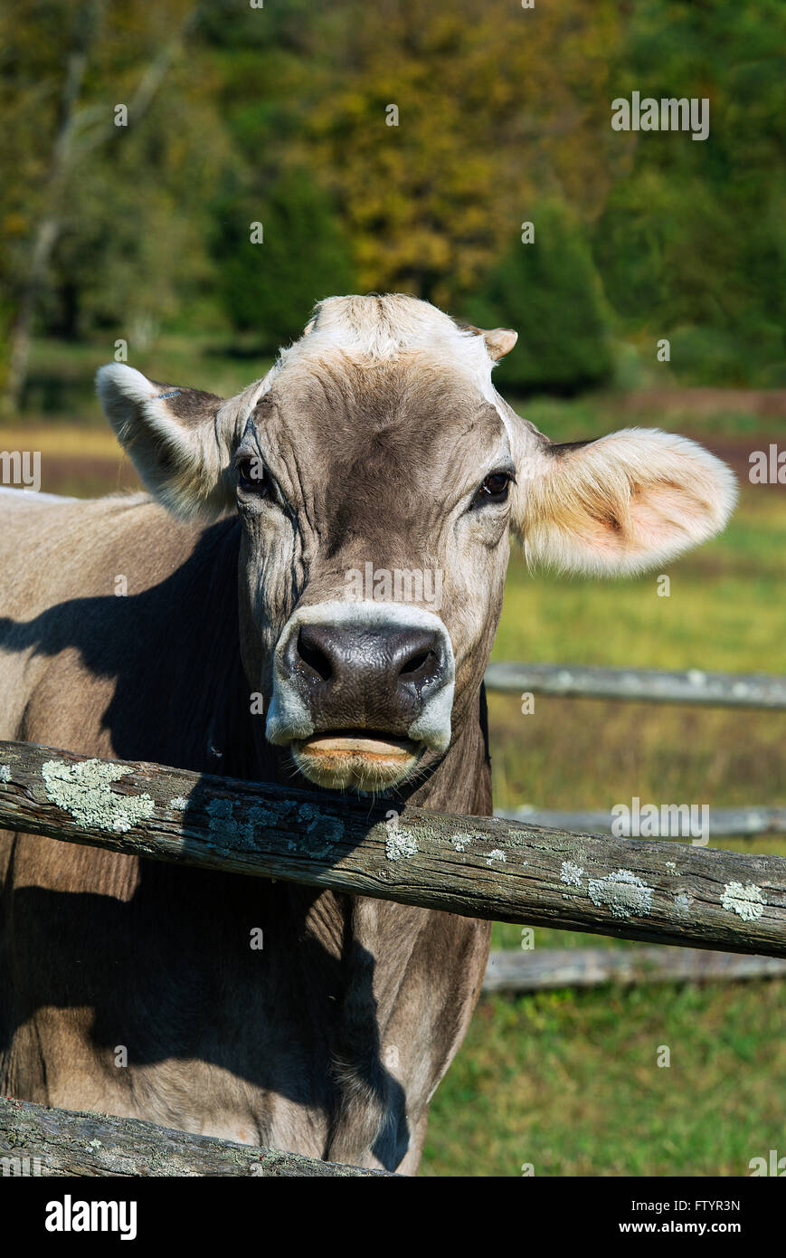 Brown Swiss Cow Stock Photo