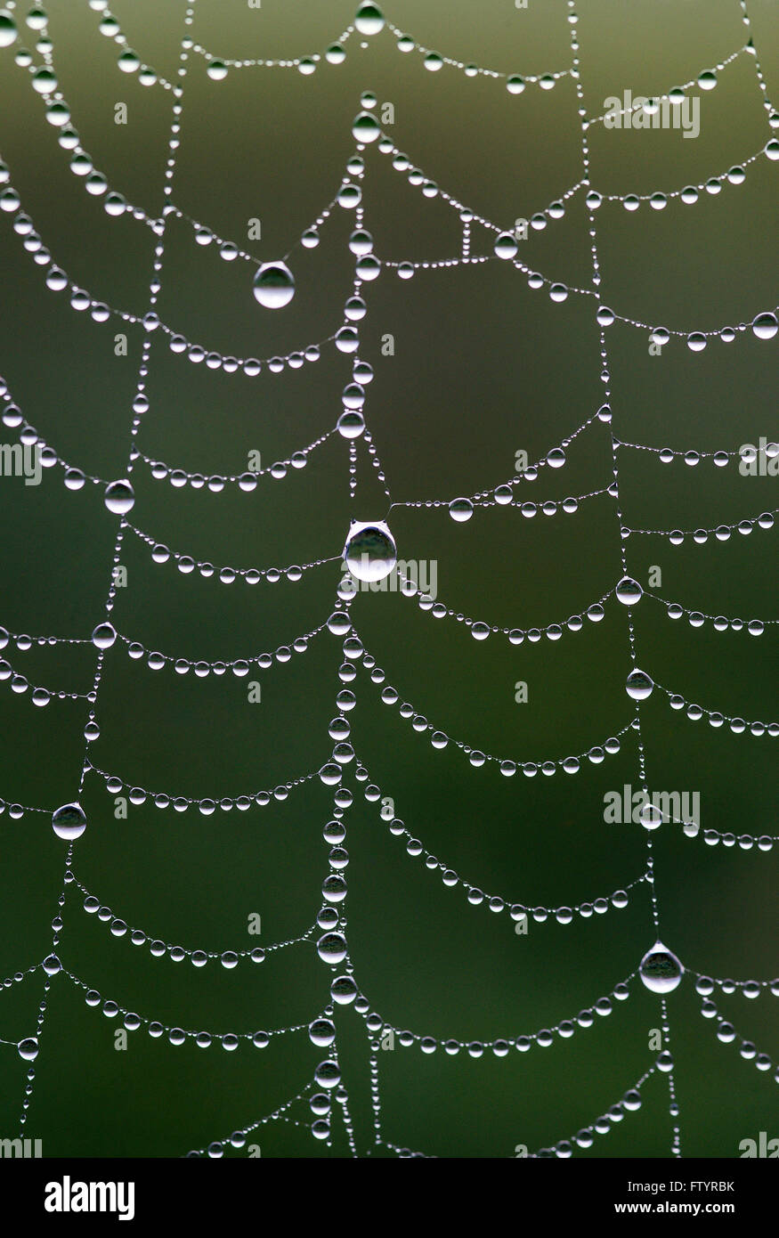 Spider web with morning dew. Stock Photo