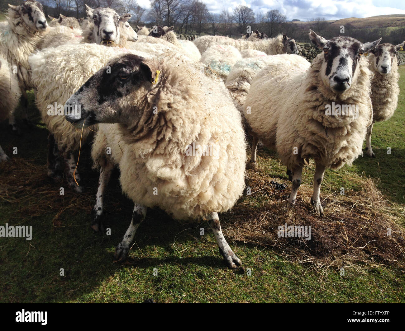 Holwick, Middleton-in-Teesdale, Co Durham, UK. 30th March 2016. On a cold and sunny afternoon in Upper Teesdale the heavily pregnant sheep enjoy the hay and silage left for them in a field in the North Pennine hills as they face their last few days before lambing.(c) Kathryn Hext/Alamy Live News Stock Photo