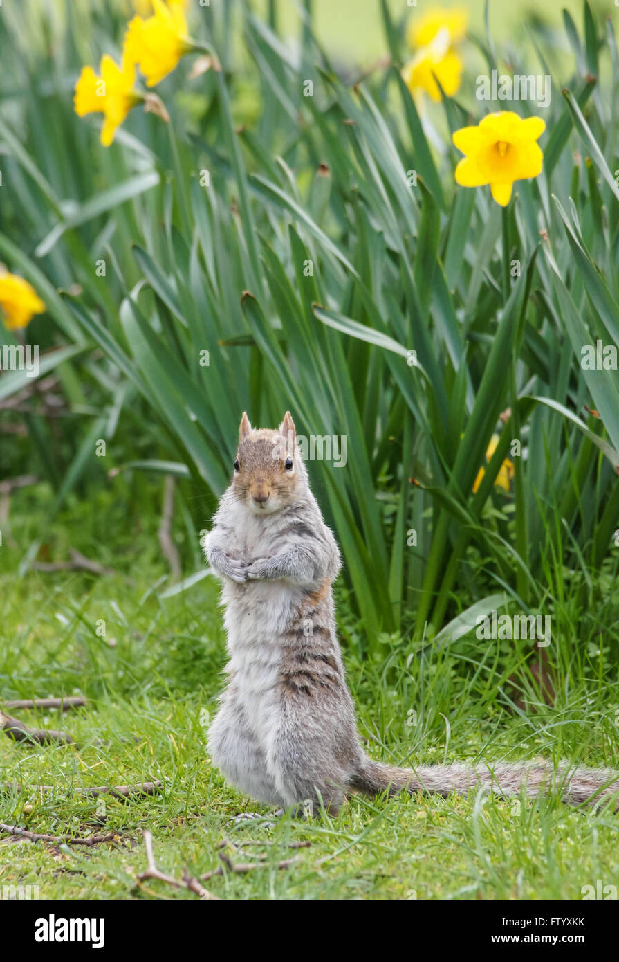 Grey squirrel surrounded by blooming daffodils in St. James's Park