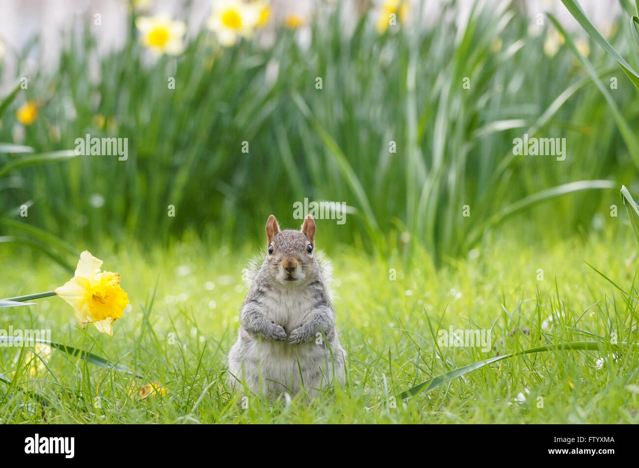 Grey squirrel surrounded by blooming daffodils in St. James's Park