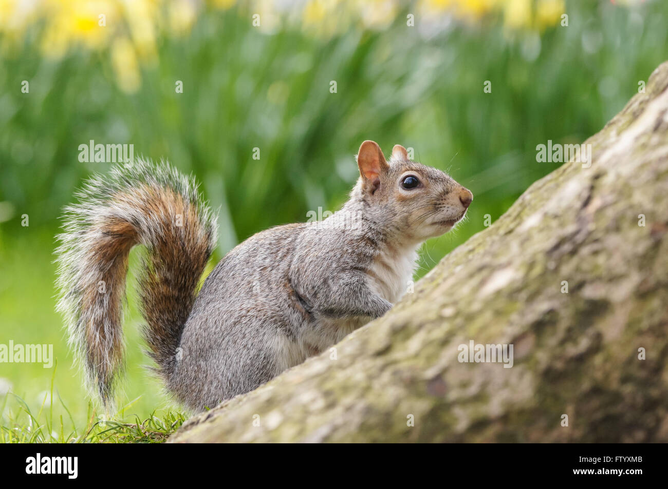 Grey squirrel surrounded by blooming daffodils in St. James's Park
