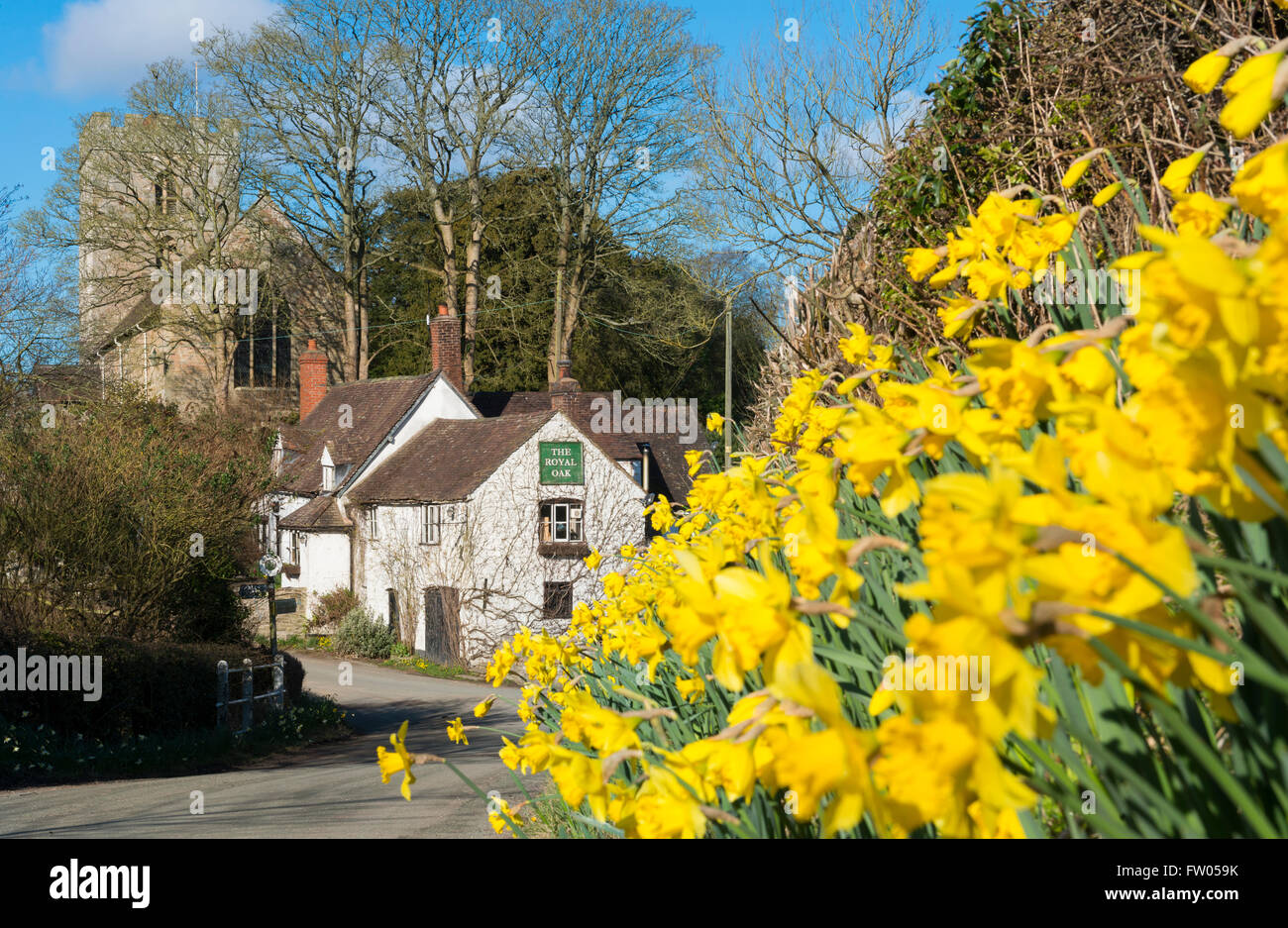 Shropshire, UK. 31st March 2016. UK weather, daffodils outside the Royal Oak Pub at Cardington in Shropshire, UK. Credit:  John Hayward/Alamy Live News Stock Photo