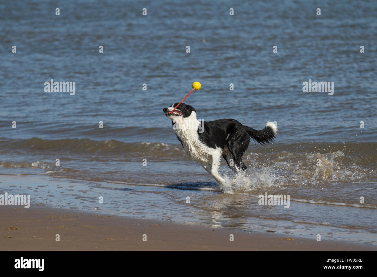 Zac, a Smooth black & white, Collie dog has developed his own self ...