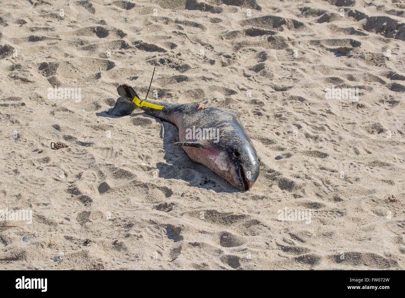 Marazion, Cornwall, UK. 31st March 2016. A dead harbour porpoise on the beach at Marazion today. The Cornwall Wildlife trust have said that 61 dead cetaceans were recorded in Cornwall between January and March of this year. Credit:  Simon Yates/Alamy Live News Stock Photo