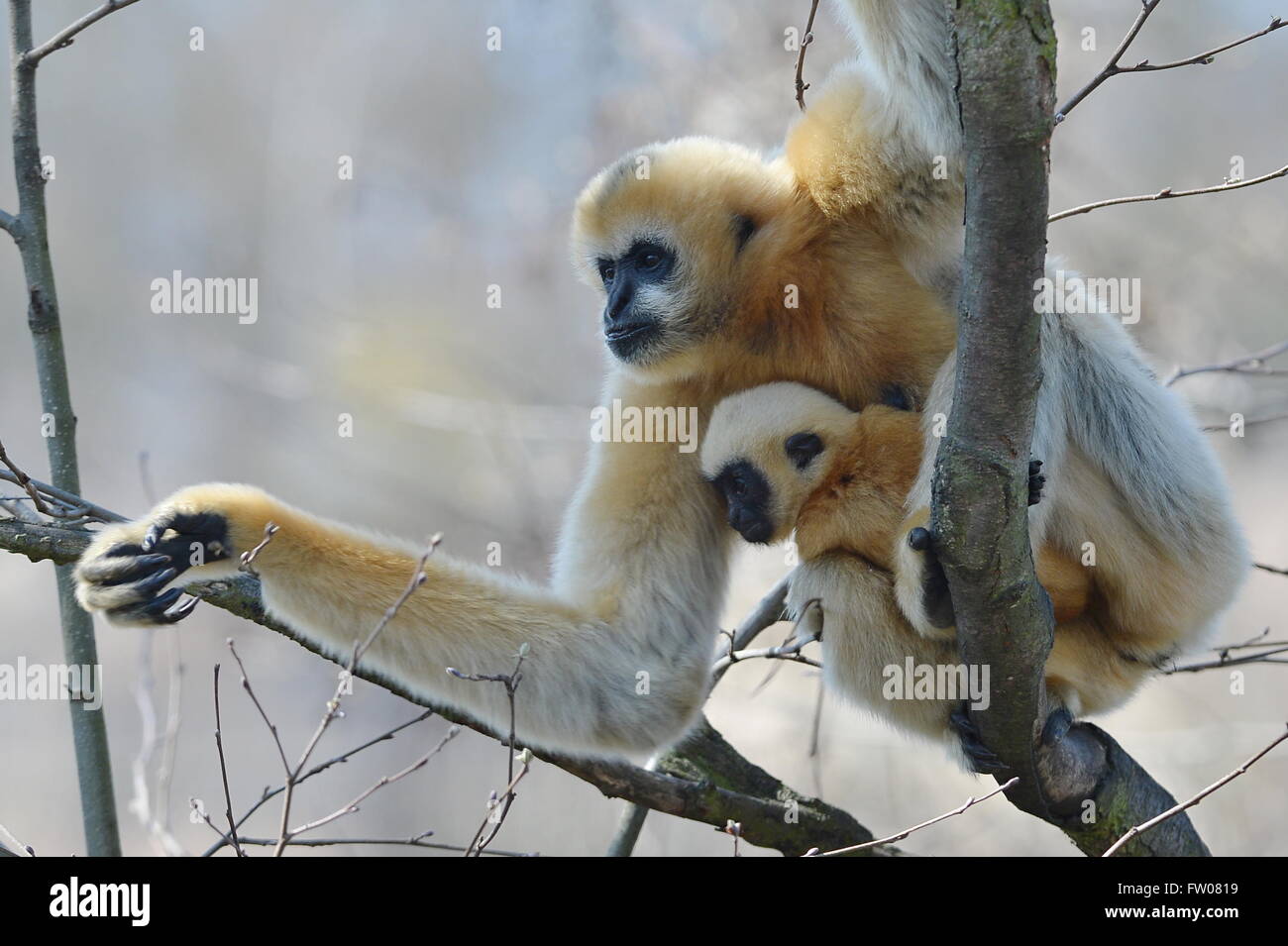 Luki High Resolution Stock Photography and Images - Alamy
