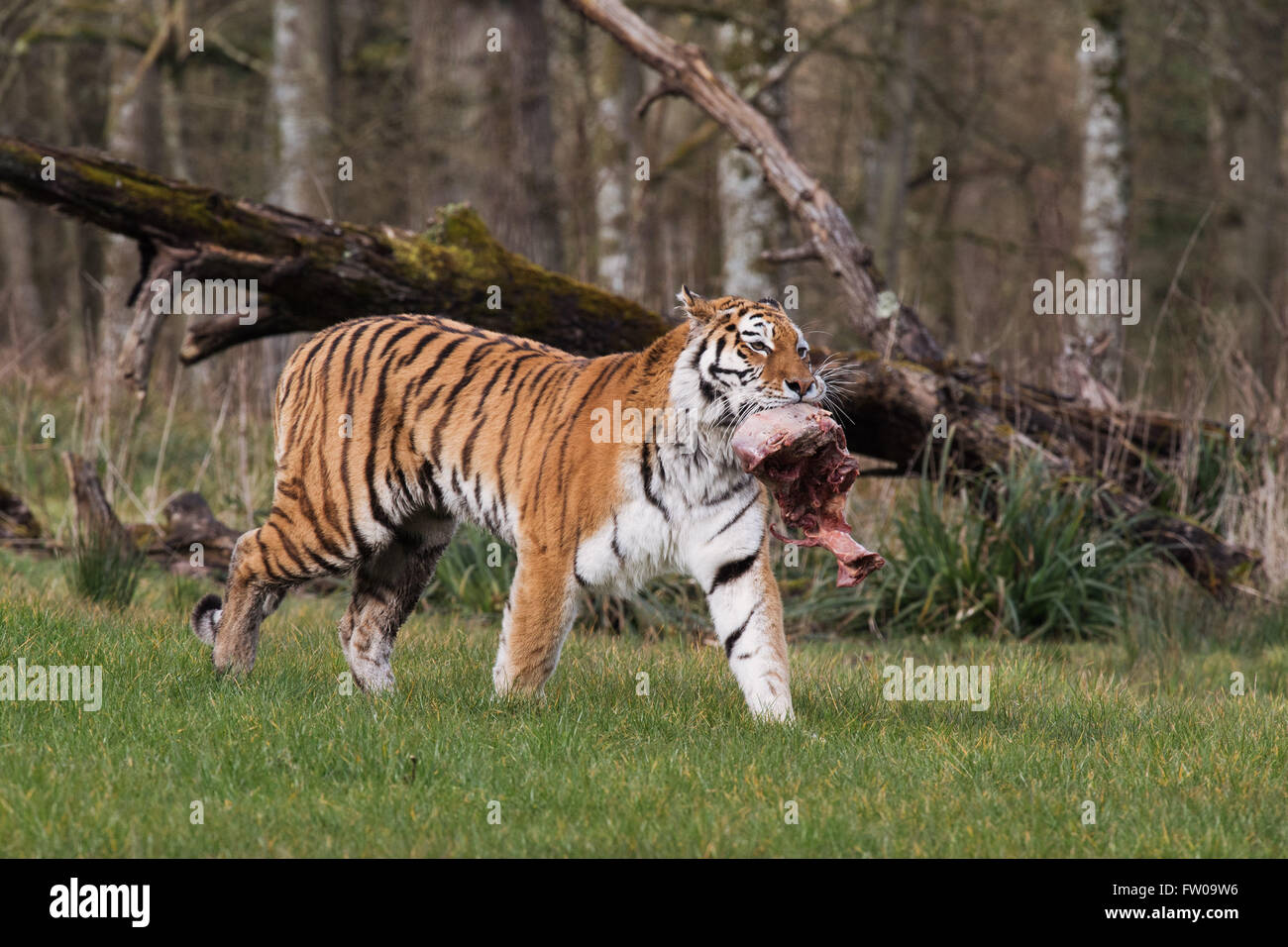 A tiger during feeding time at Longleat Safari Park Stock Photo - Alamy