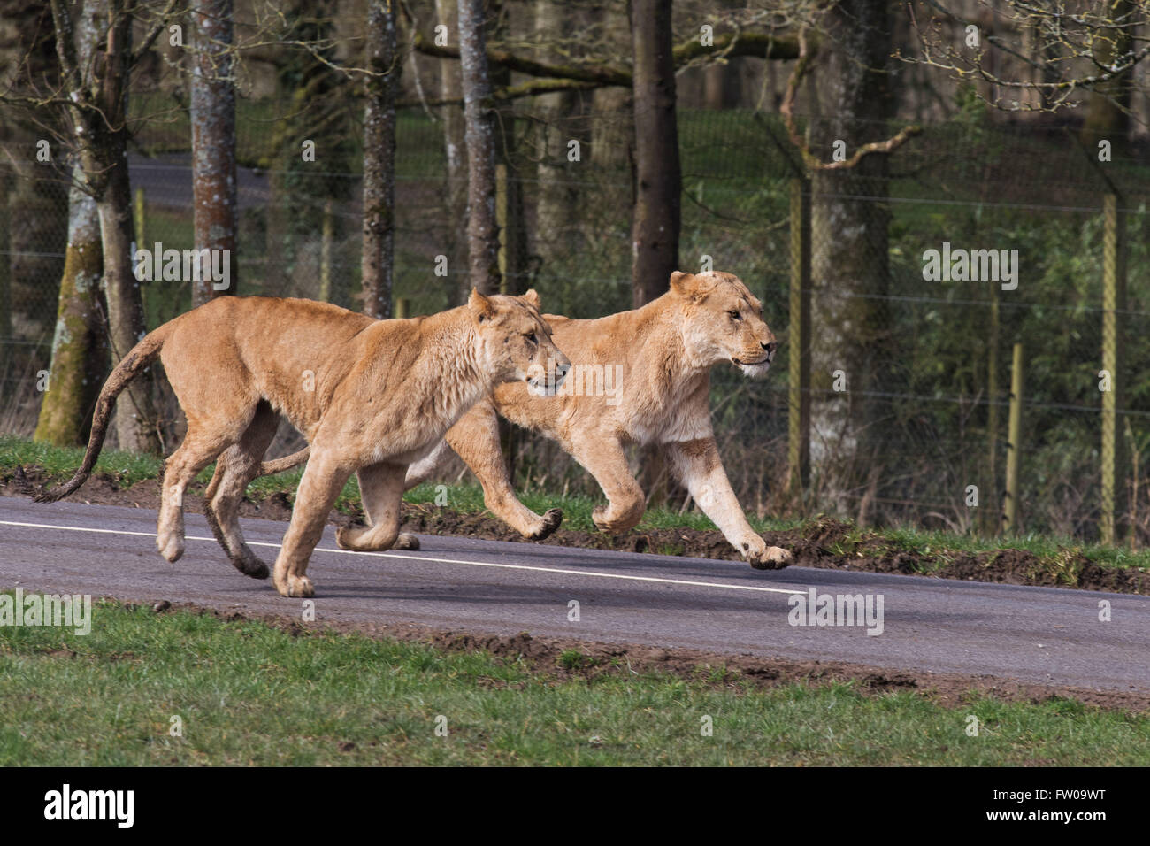 Lionesses running after a feeding tractor during feeding time at