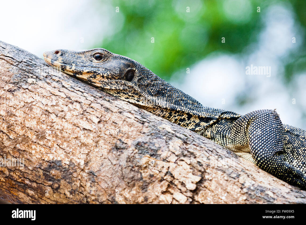 Kinabatangan, Malaysian Borneo. Malayan water monitor lizard in habitat. Stock Photo