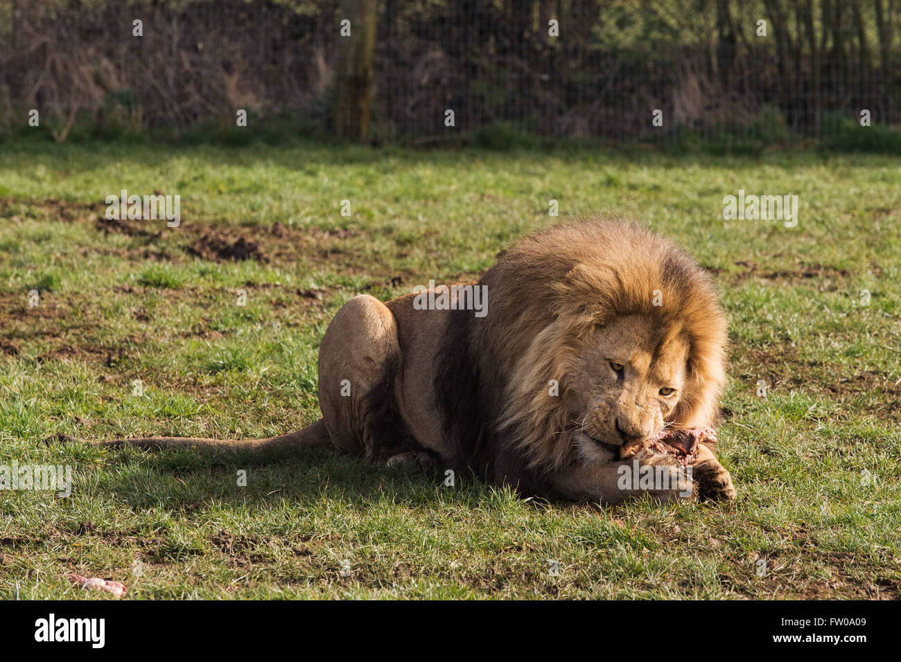 A male lion during feeding time at Longleat Safari Park Stock Photo Alamy