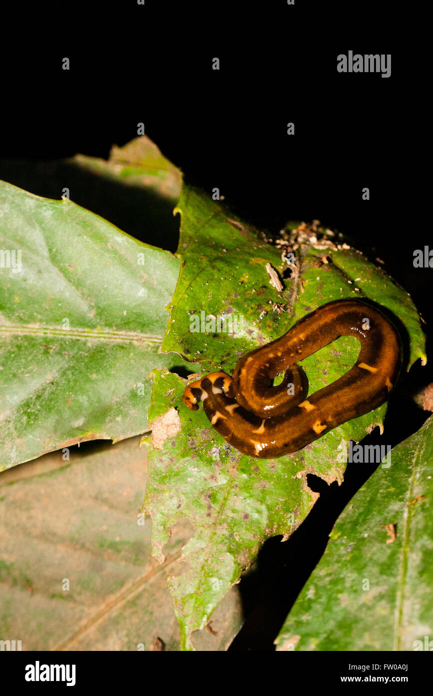 Sepilok, Malaysian Borneo. Hammerhead worm in habitat at night Stock