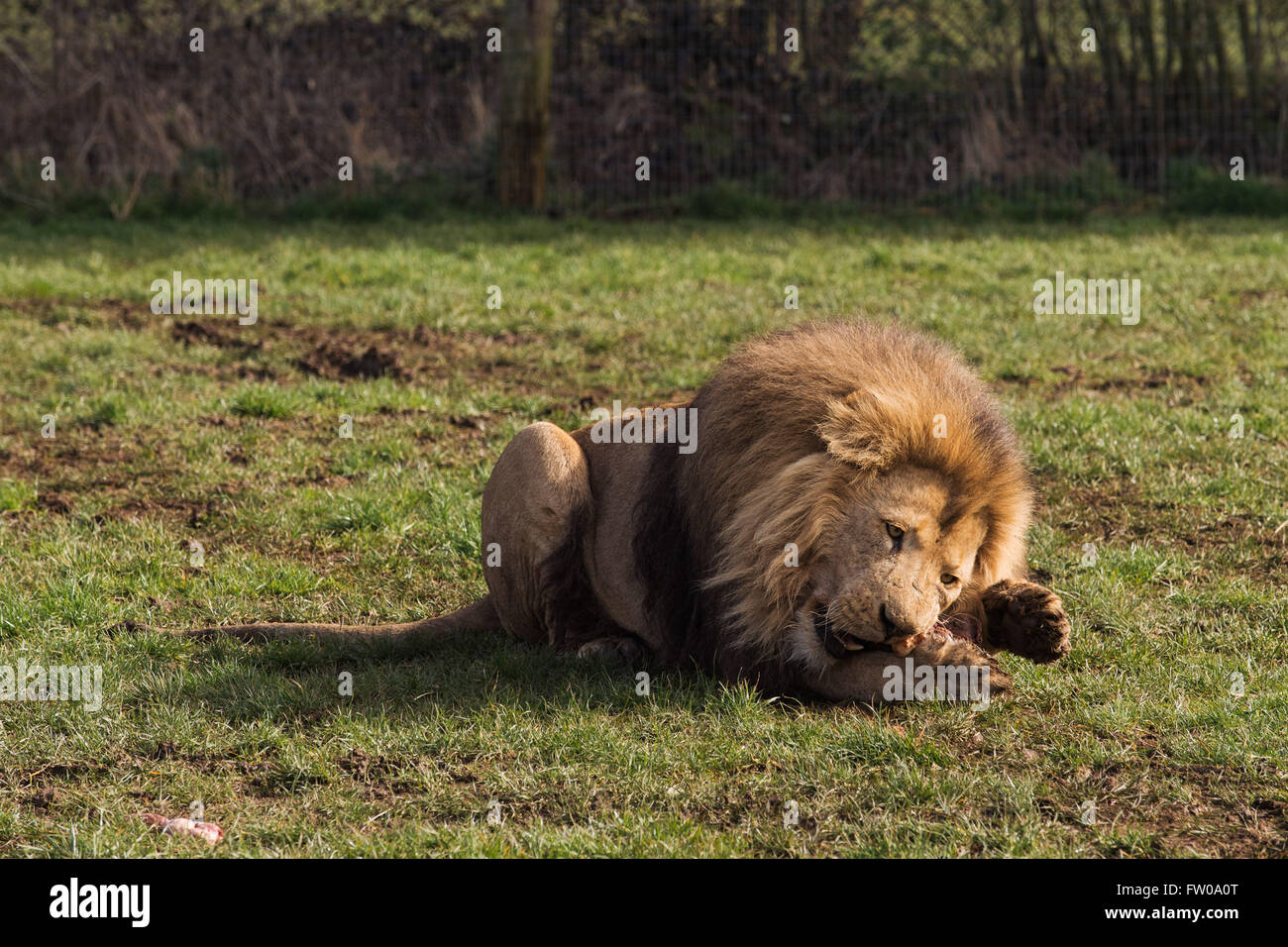 A male lion during feeding time at Longleat Safari Park Stock Photo Alamy