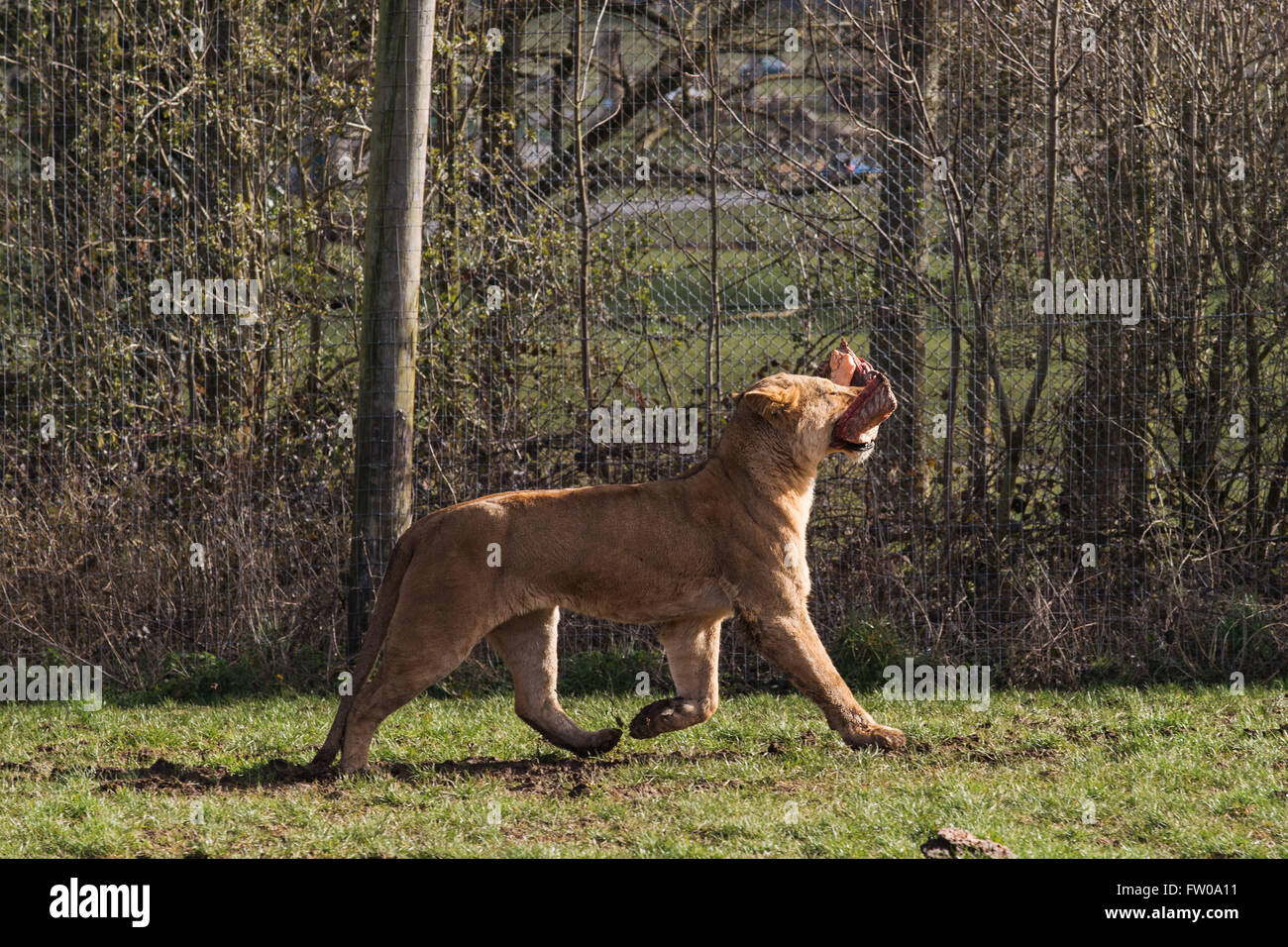A lion during feeding time at Longleat Safari Park Stock Photo Alamy