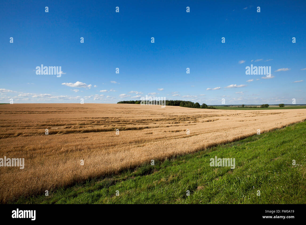 farm field cereals Stock Photo - Alamy