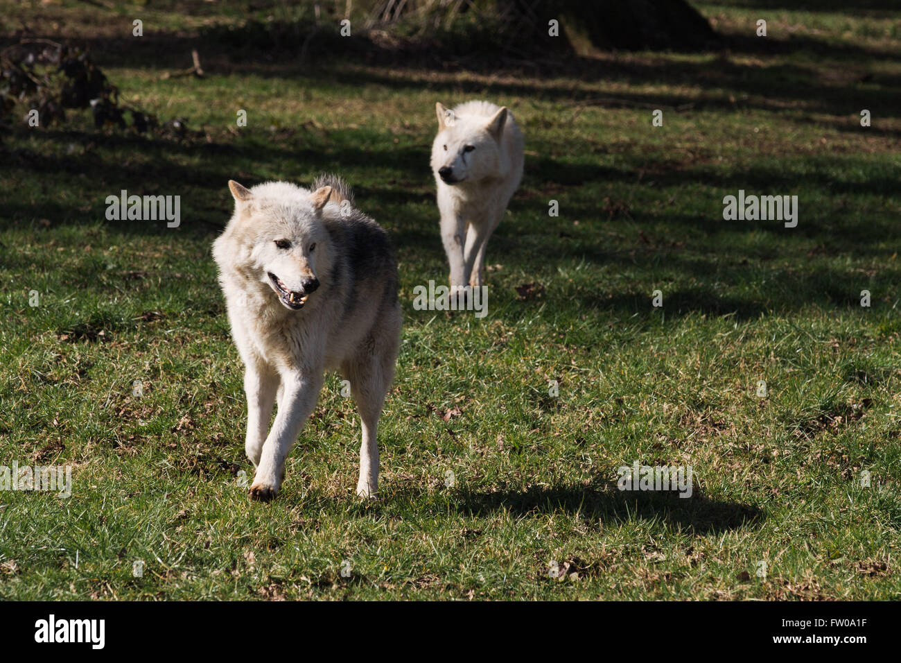 Timber wolves during feeding time at Longleat Safari Park Stock Photo